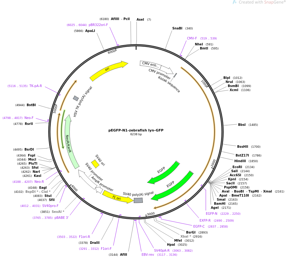 35956-plasmid-map-sequence-id-44364