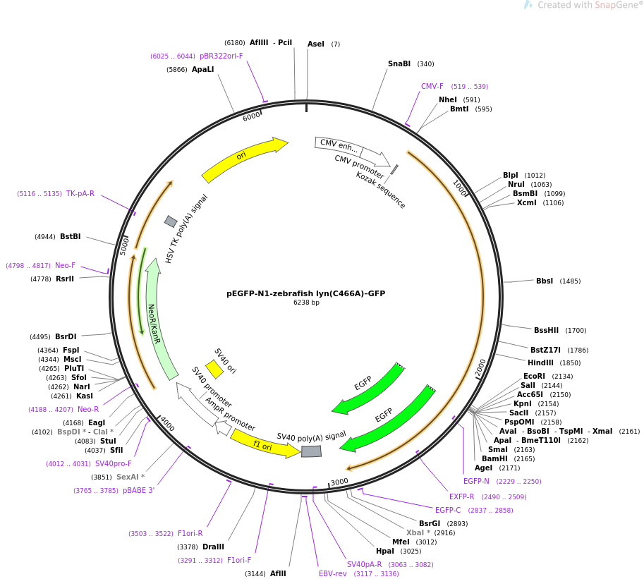 35957-plasmid-map-sequence-id-44365