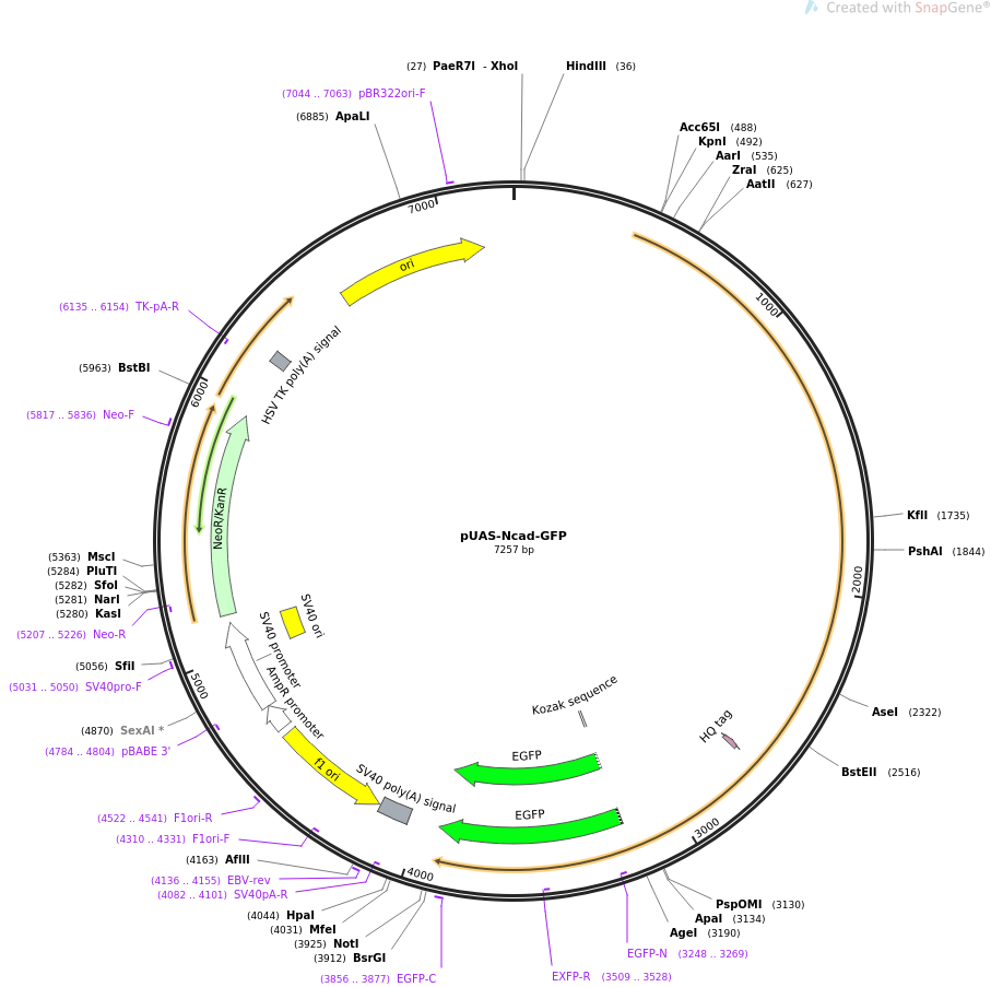 35986-plasmid-map-sequence-id-44387