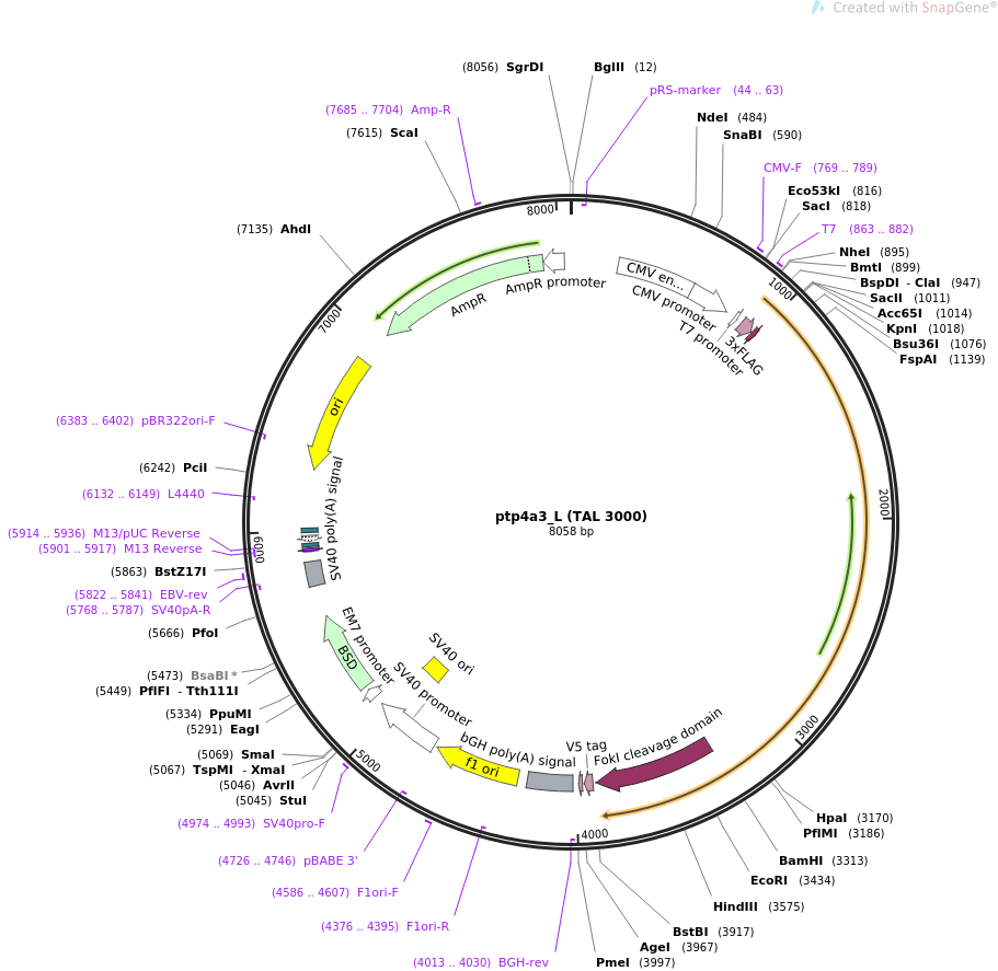 35992-plasmid-map-sequence-id-44391