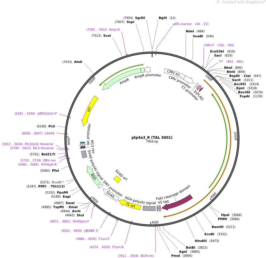 35993-plasmid-map-sequence-id-44392