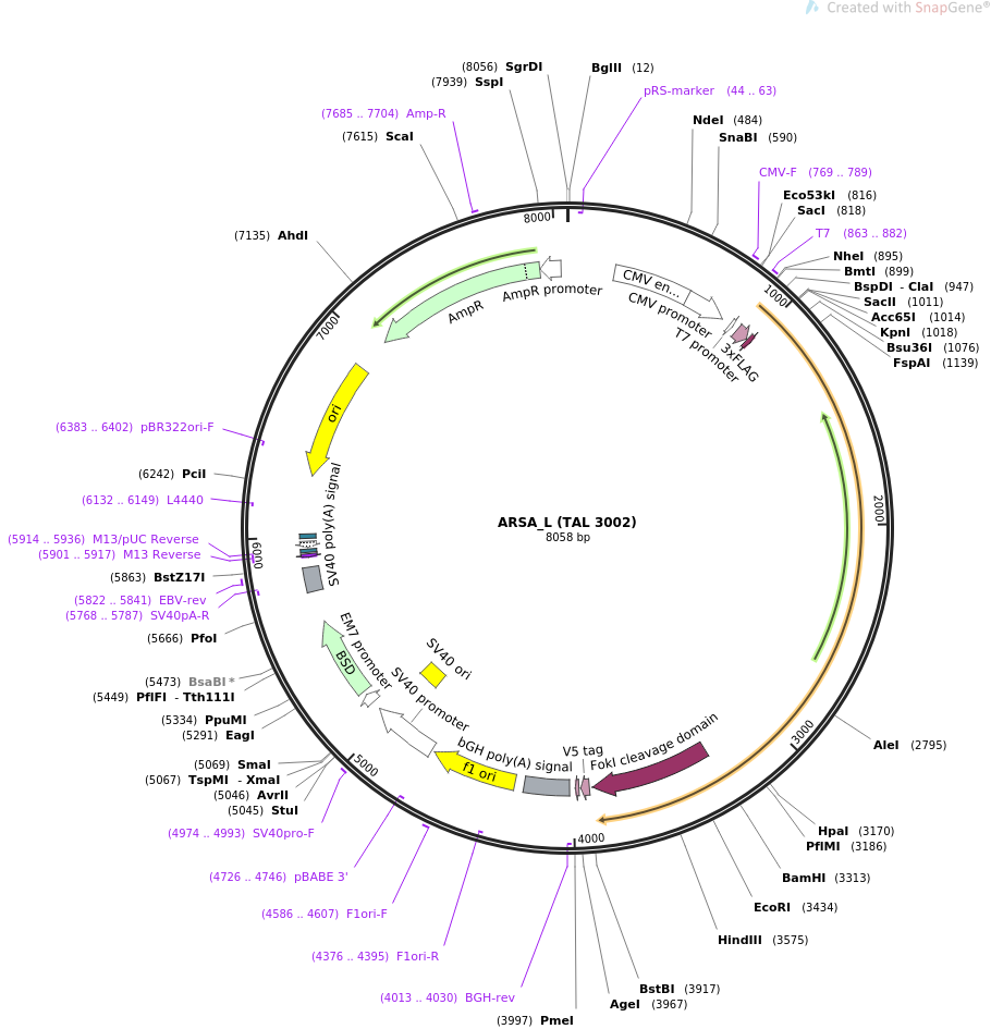 35994-plasmid-map-sequence-id-44393