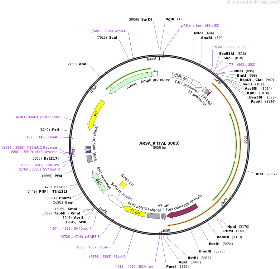 35995-plasmid-map-sequence-id-44394