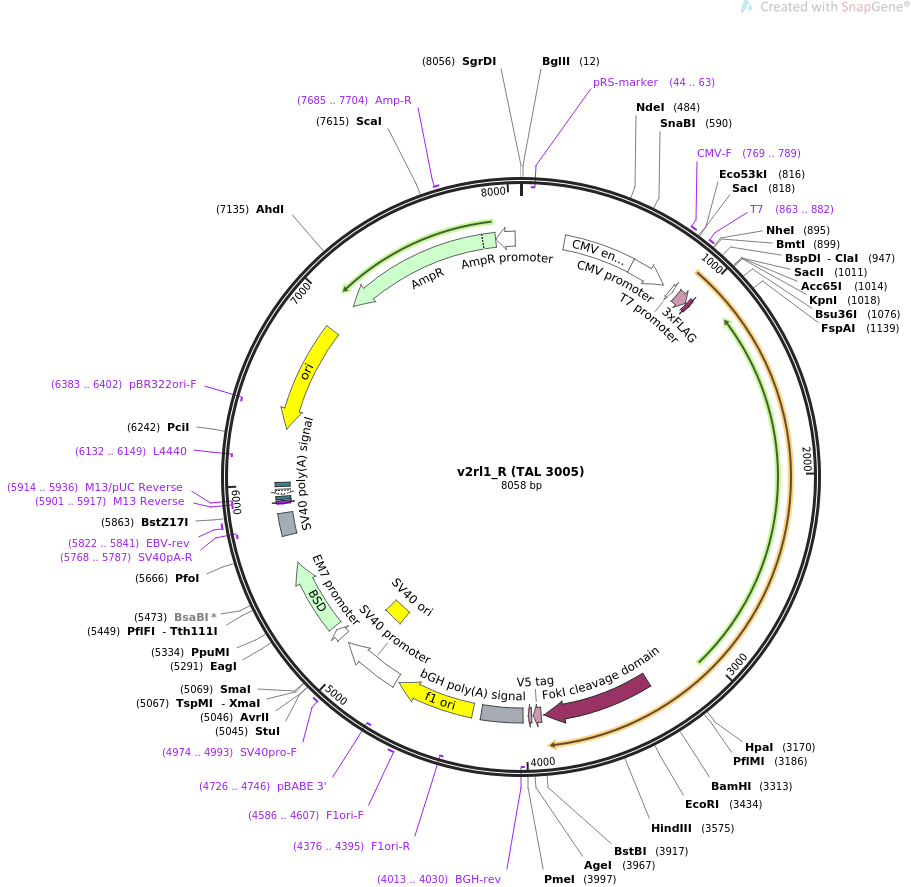 35997-plasmid-map-sequence-id-44396