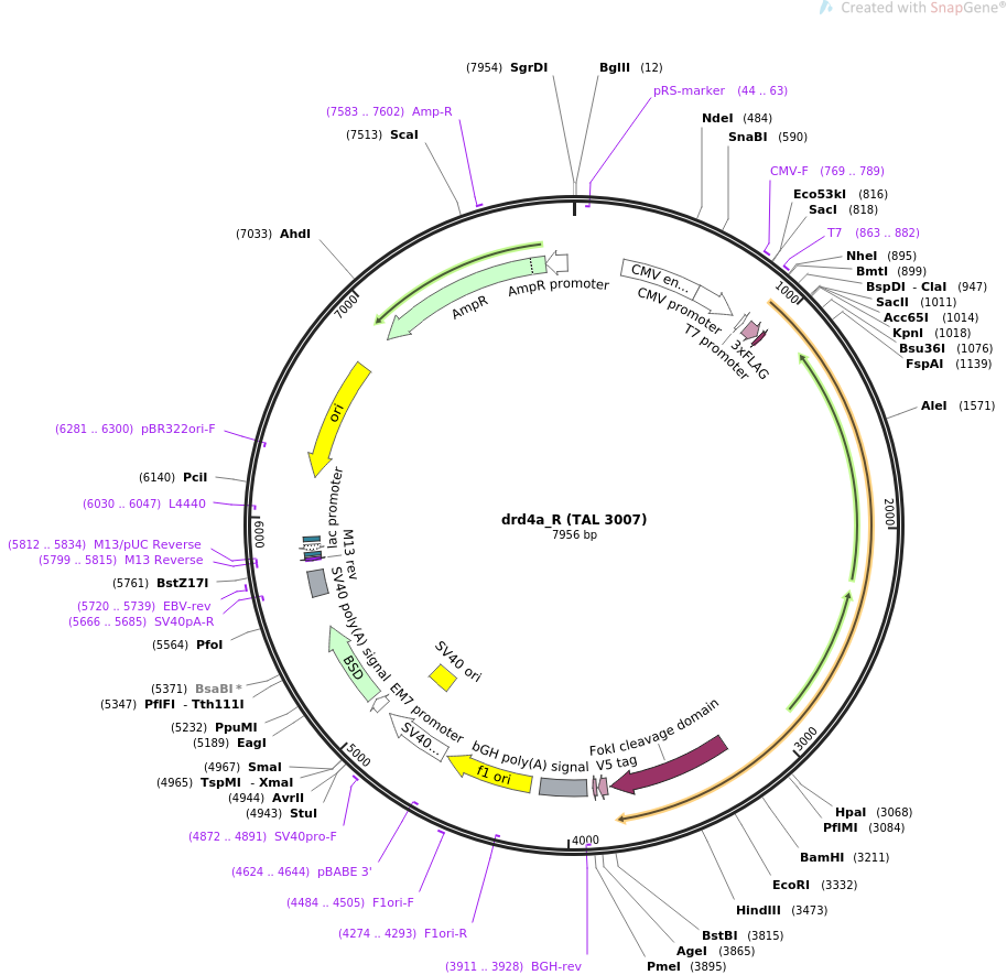 35999-plasmid-map-sequence-id-44398