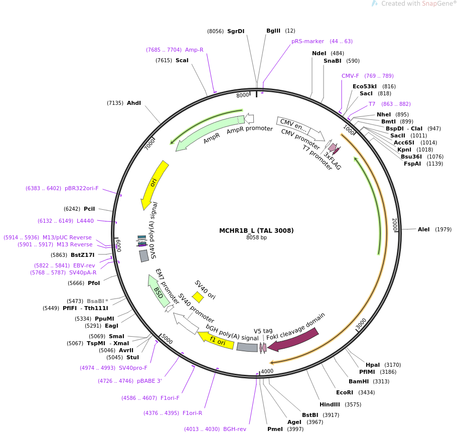 36000-plasmid-map-sequence-id-44399