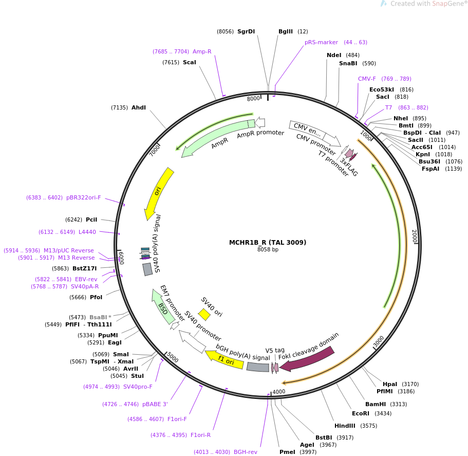 36001-plasmid-map-sequence-id-44401