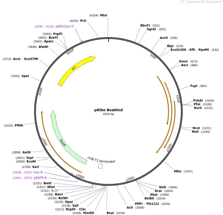 36251-plasmid-map-sequence-id-45085