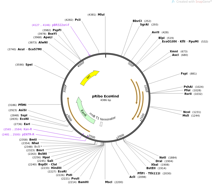 36252-plasmid-map-sequence-id-45091