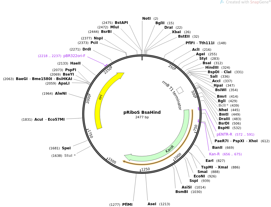 36253-plasmid-map-sequence-id-45096