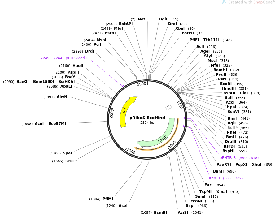 36254-plasmid-map-sequence-id-45098