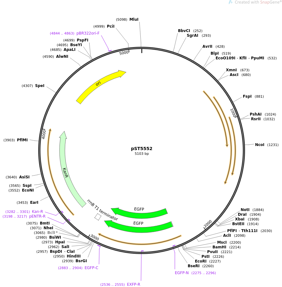 36255-plasmid-map-sequence-id-45102