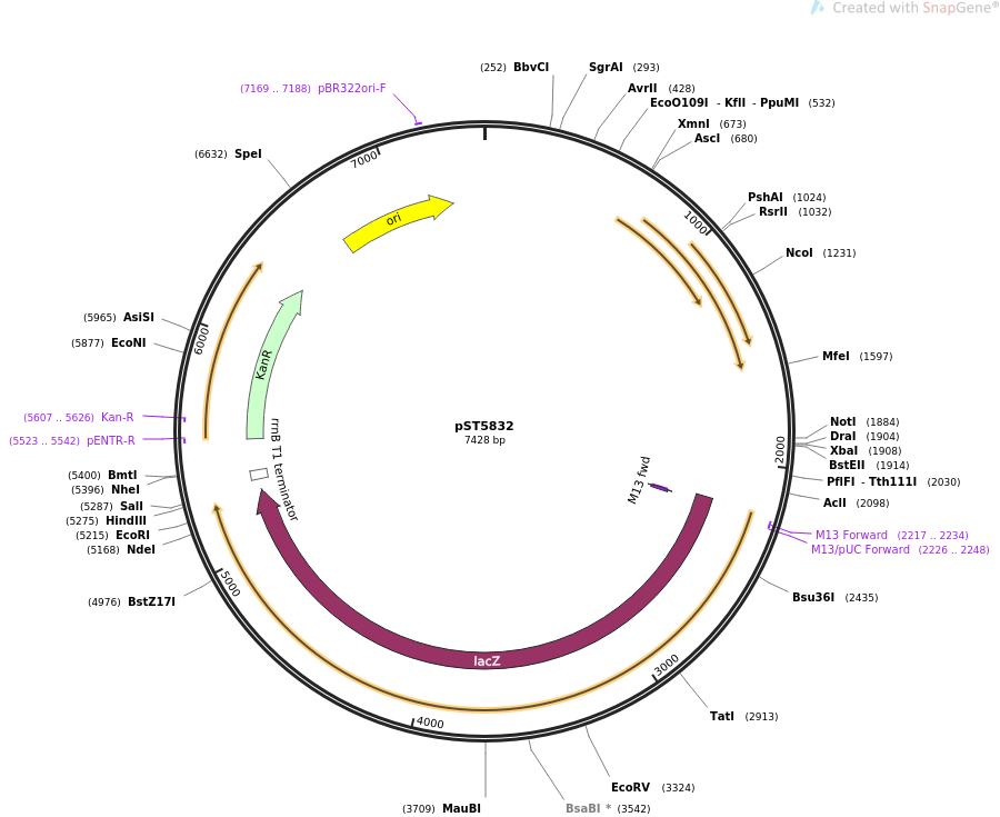 36256-plasmid-map-sequence-id-45110