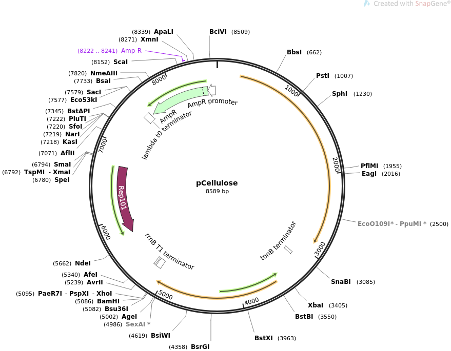 36300-plasmid-map-sequence-id-45433