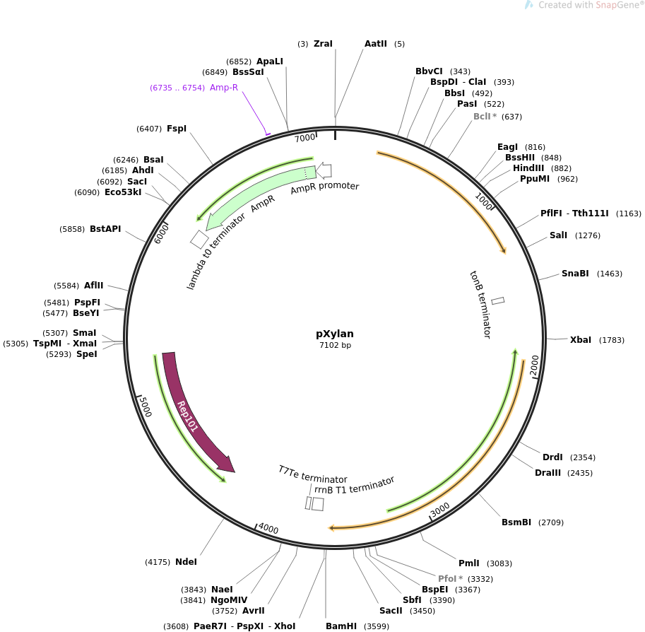 36301-plasmid-map-sequence-id-46430