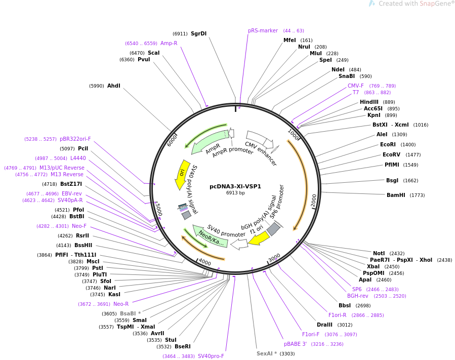 51880-plasmid-map-sequence-id-79843