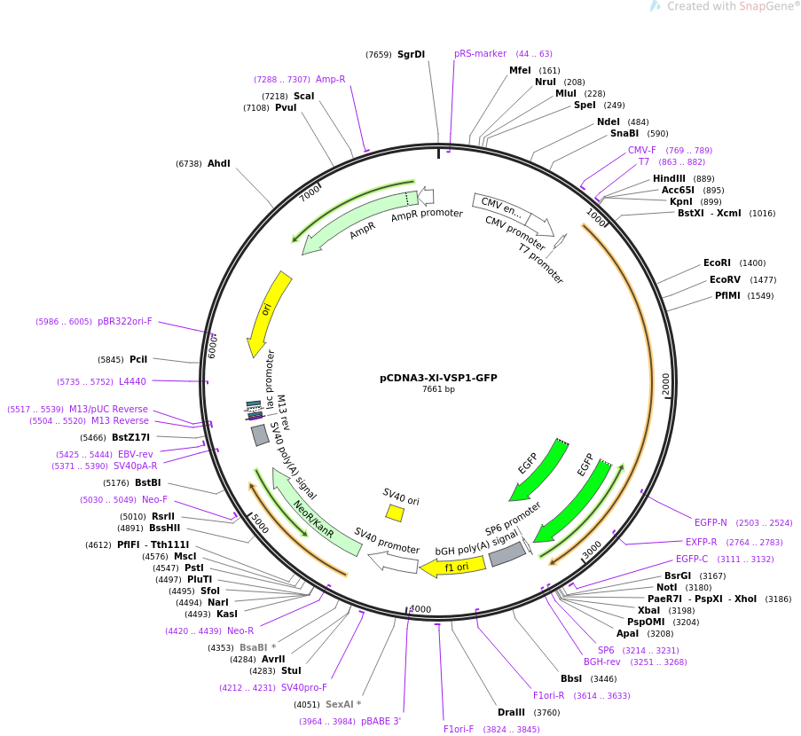 51883-plasmid-map-sequence-id-79846