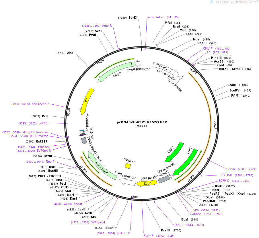 51884-plasmid-map-sequence-id-79847