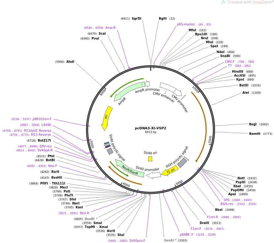 51885-plasmid-map-sequence-id-79848