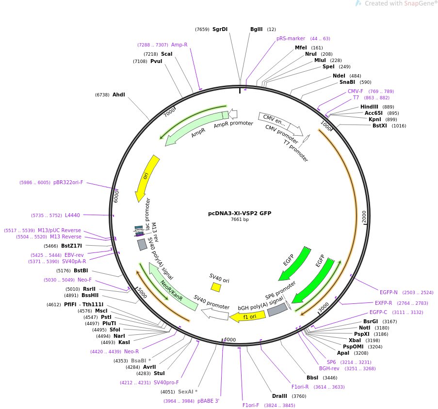 51886-plasmid-map-sequence-id-79849