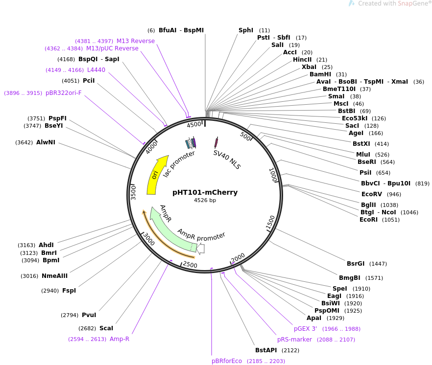 61021-plasmid-map-sequence-id-98700