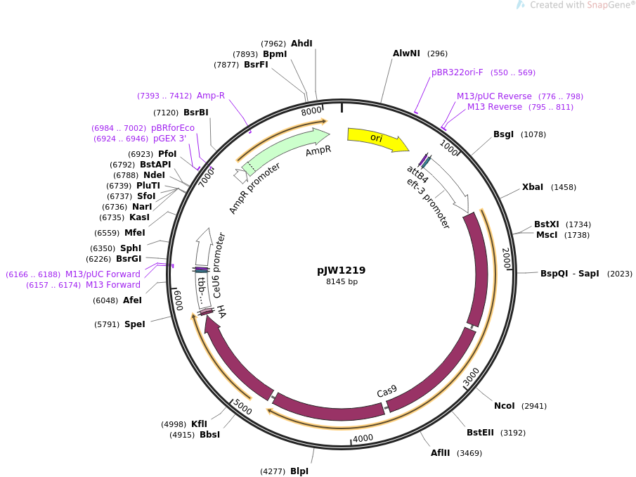 61250-plasmid-map-sequence-id-194344