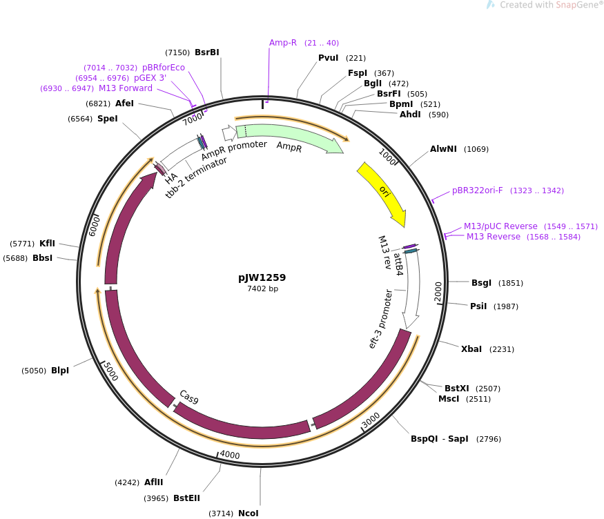 61251-plasmid-map-sequence-id-99401