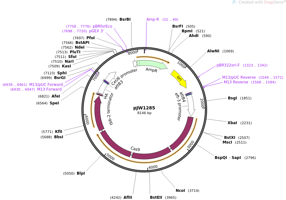 61252-plasmid-map-sequence-id-275178