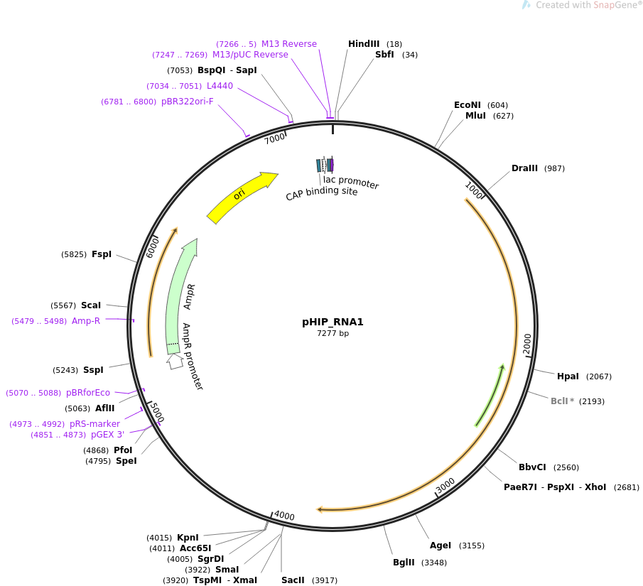 61259-plasmid-map-sequence-id-99437