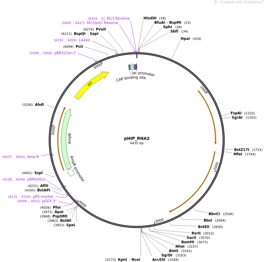 61260-plasmid-map-sequence-id-99438