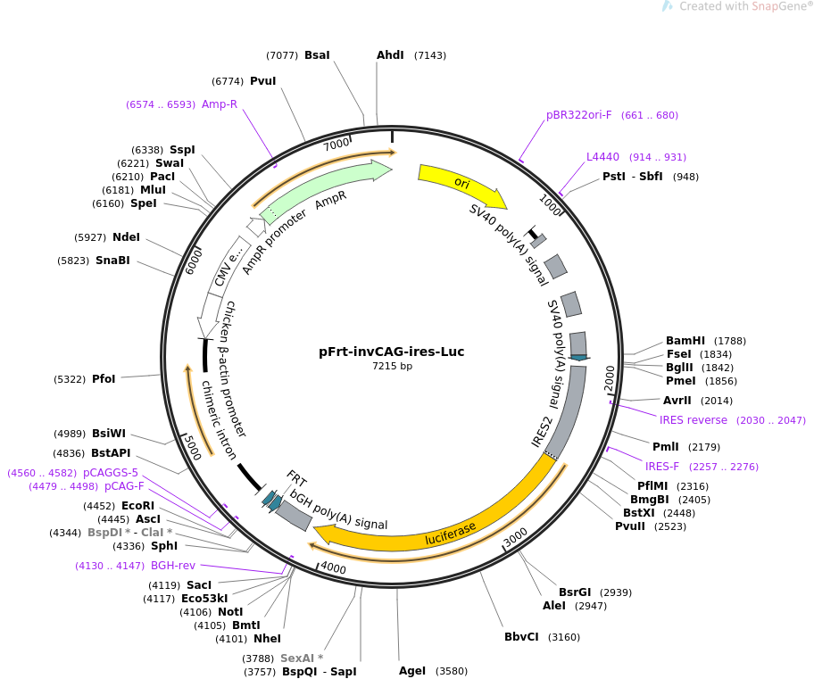 63576-plasmid-map-sequence-id-105724