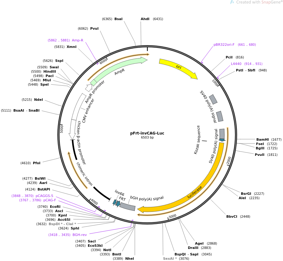 63577-plasmid-map-sequence-id-105728