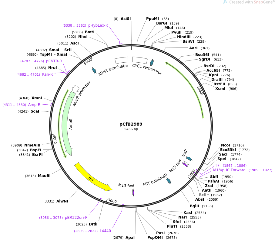 63636-plasmid-map-sequence-id-148848