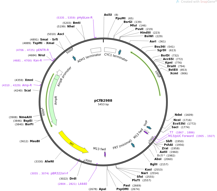 63638-plasmid-map-sequence-id-150442