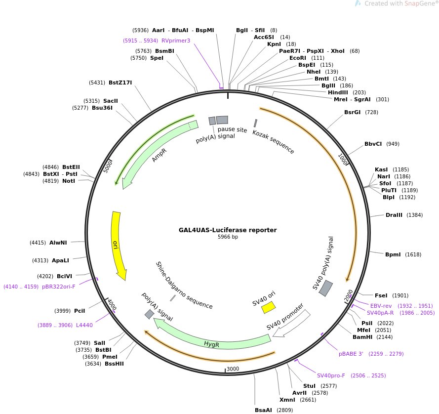 64125-plasmid-map-sequence-id-248531