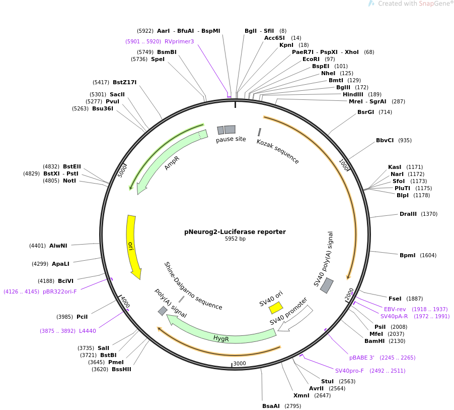 64126-plasmid-map-sequence-id-107334