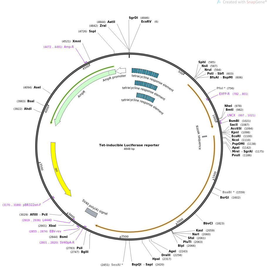 64127-plasmid-map-sequence-id-198432