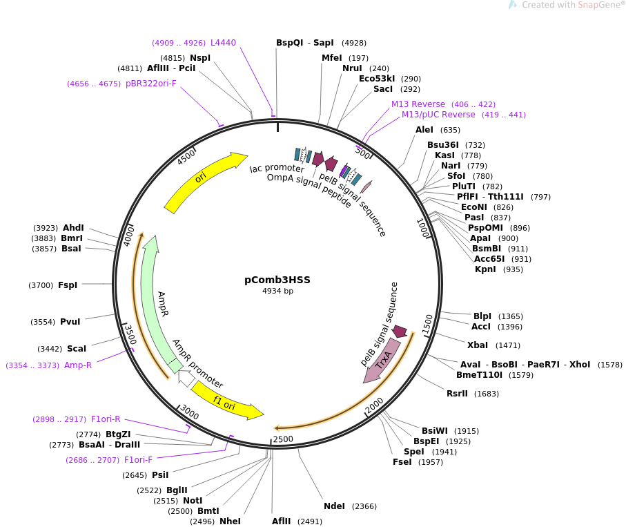 64133-plasmid-map-sequence-id-119143