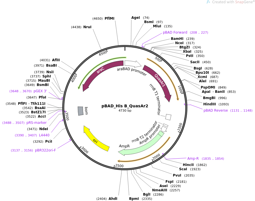 64134-plasmid-map-sequence-id-108905