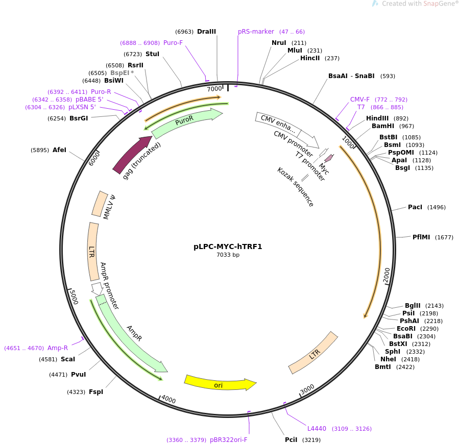 64164-plasmid-map-sequence-id-156757