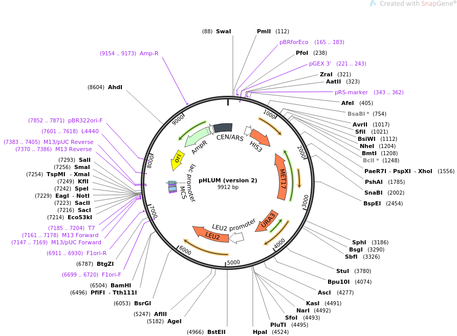 64166-plasmid-map-sequence-id-107471