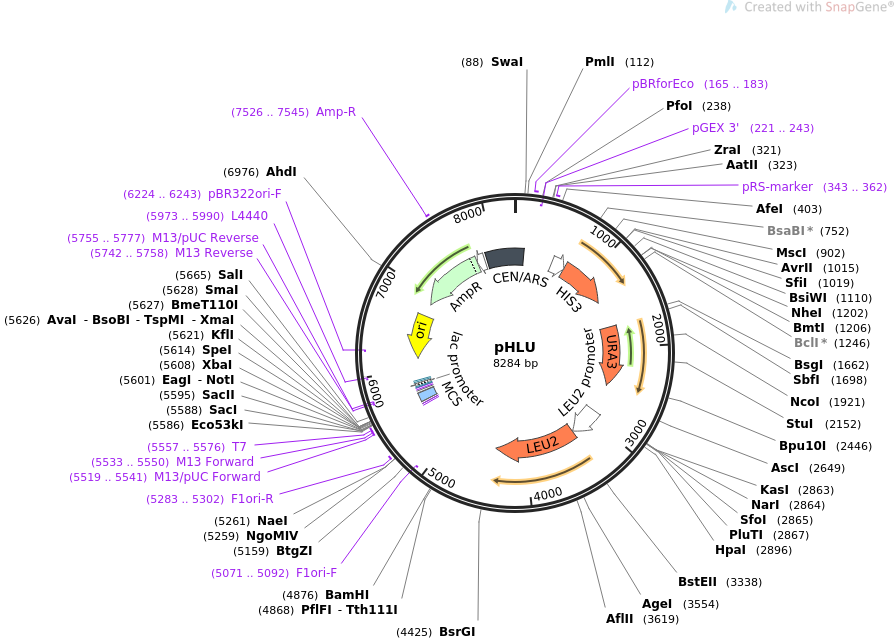 64167-plasmid-map-sequence-id-107475