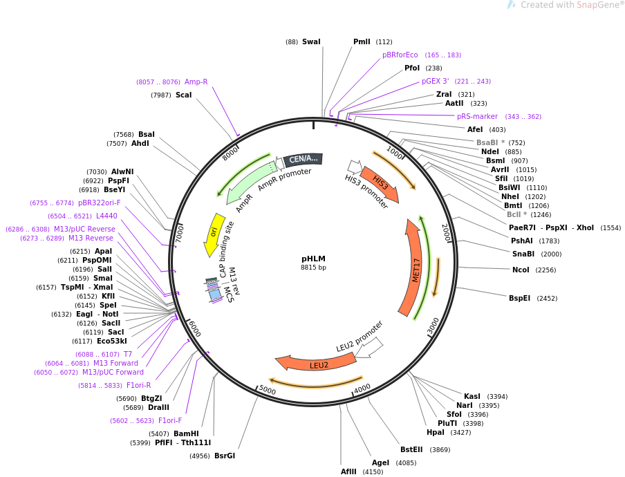 64168-plasmid-map-sequence-id-107476