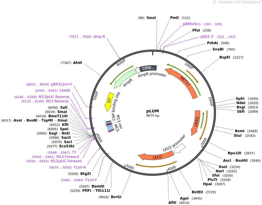 64169-plasmid-map-sequence-id-107478