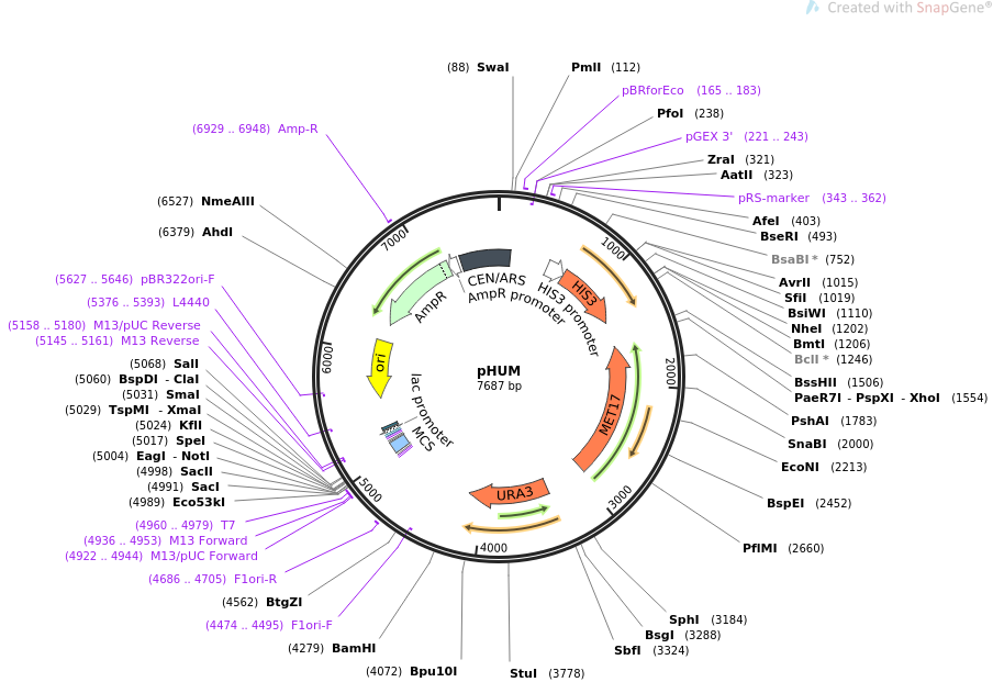 64170-plasmid-map-sequence-id-107480