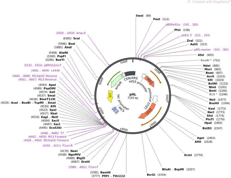 64171-plasmid-map-sequence-id-107483