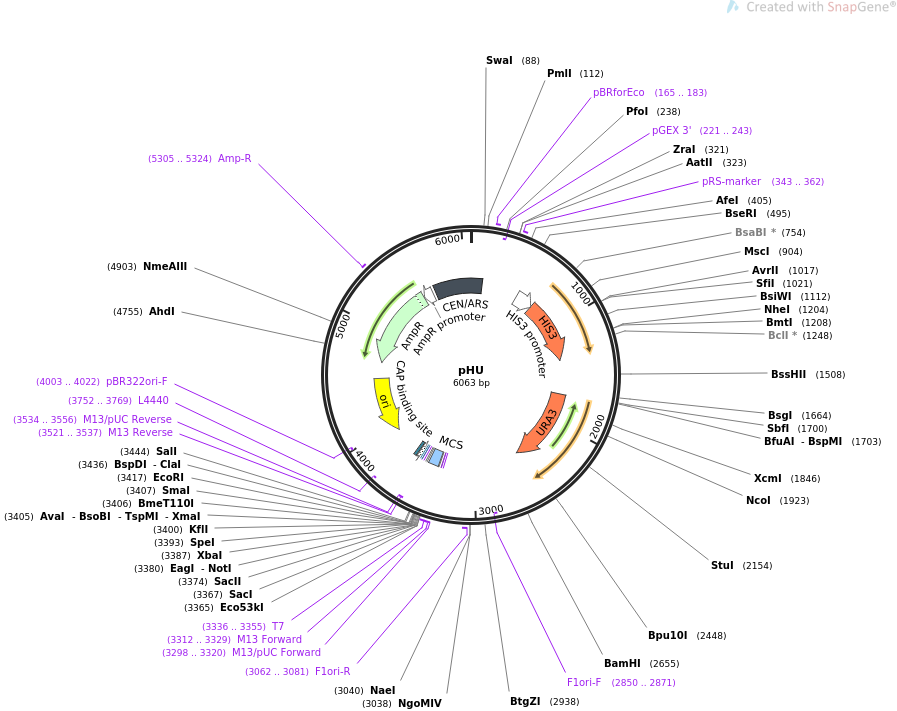 64172-plasmid-map-sequence-id-107484