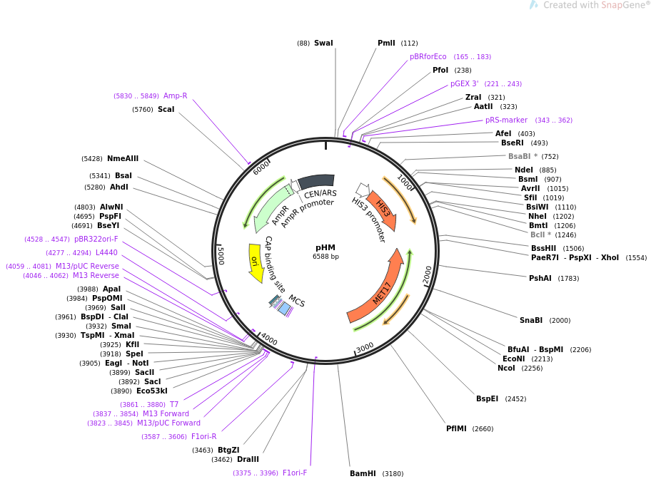 64173-plasmid-map-sequence-id-107486