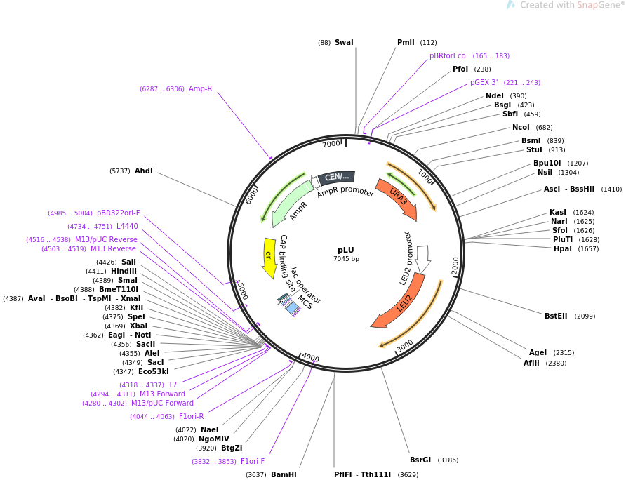 64174-plasmid-map-sequence-id-107489