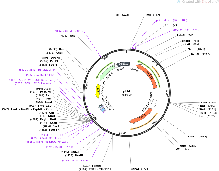 64175-plasmid-map-sequence-id-107490